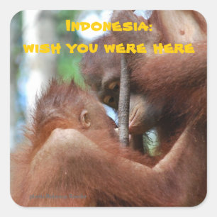 Wou dat je hier was uit Indonesië Vierkante Sticker
