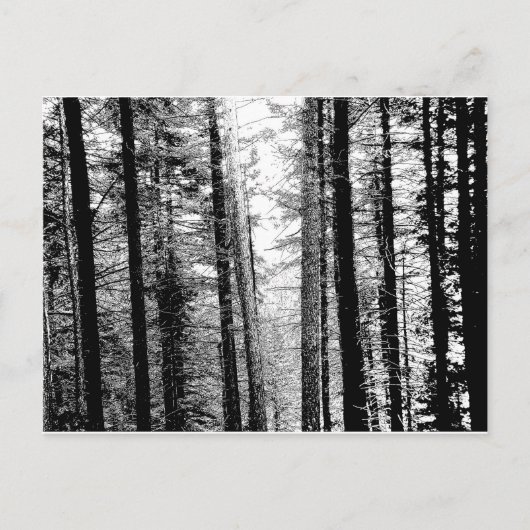 Woud in zwart-wit briefkaart (Voorkant)