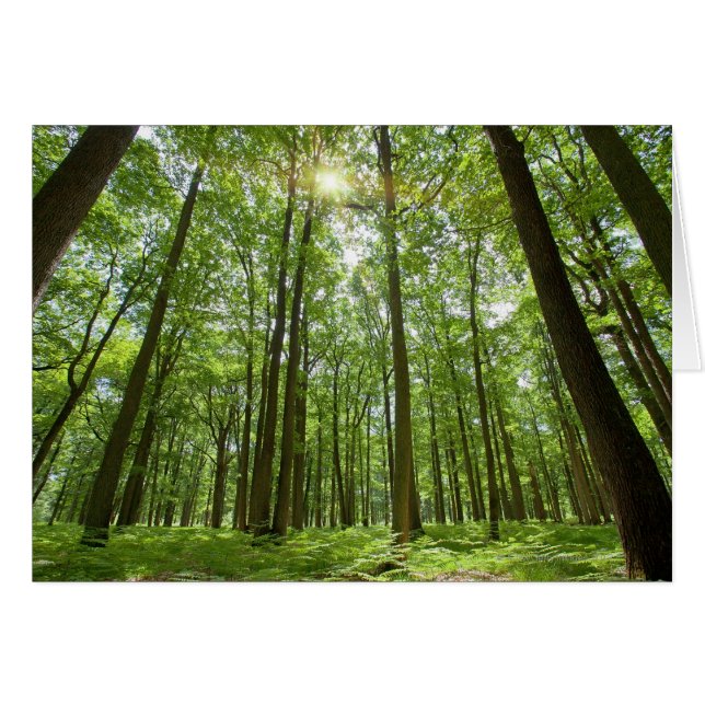 Woud met Sun Behind (Voorkant Horizontaal)