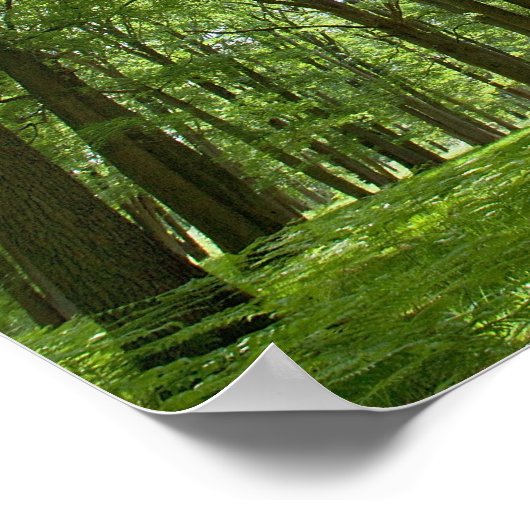 Woud met Sun Behind Poster (Hoek)