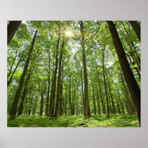 Woud met Sun Behind Poster