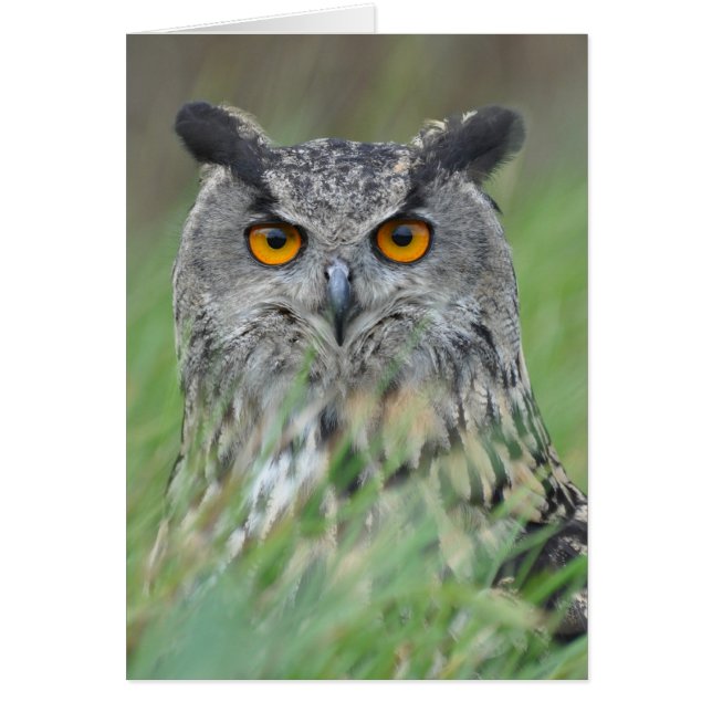 Wowl (Voorkant)