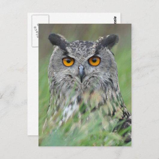 Wowl Briefkaart (Voorkant / Achterkant)