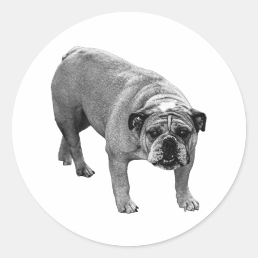 Wrap Seal Bulldog Ronde Sticker (Voorkant)