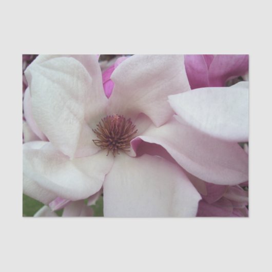 Wrapping Weefsel - Saucer Magnolia Bloom Tissuepapier (Voorkant)