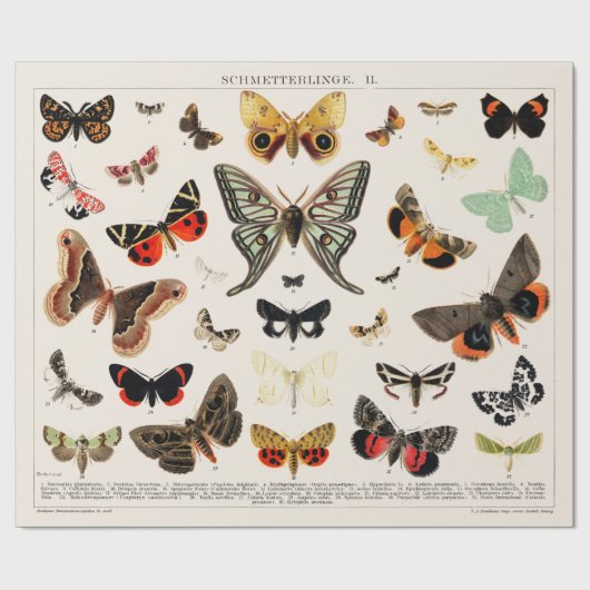 WRAPPINGSPAPIER: ANTIEK BUTTERFLY EN MOTH CHART CADEAUPAPIER (Vlak)
