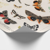 WRAPPINGSPAPIER: ANTIEK BUTTERFLY EN MOTH CHART CADEAUPAPIER (Hoek)