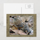 Wren Baby Bird Briefkaart (Voorkant / Achterkant)