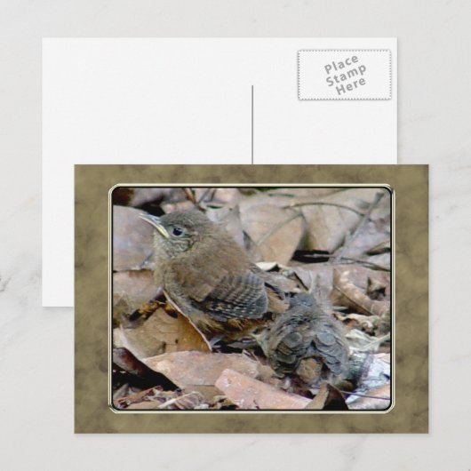 Wren Baby Bird Briefkaart (Voorkant / Achterkant)