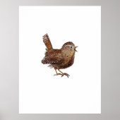 Wren Bird (Troglodytes Troglodytes) Poster (Voorkant)