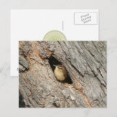 Wren Briefkaart. Briefkaart (Voorkant / Achterkant)