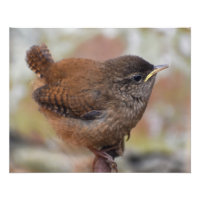 Wren