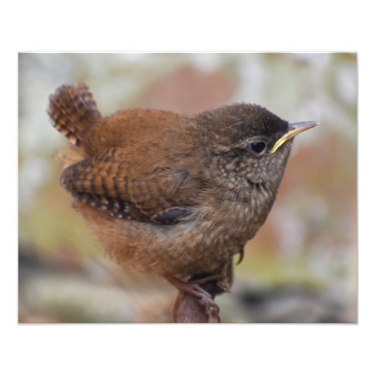 Wren Foto Afdruk (Voorkant)