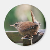 Wren Magneet (Voorkant)