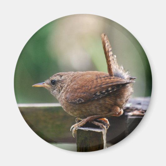 Wren Magneet (Voorkant)