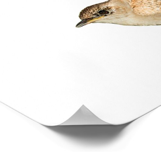 Wren Poster (Hoek)