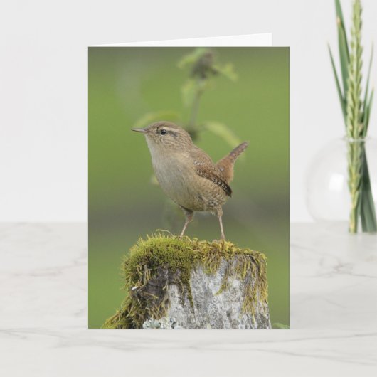 Wren Scotland Kaart (Voorkant)