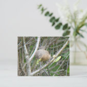 Wrentit briefkaart (Staand voorkant)