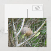 Wrentit briefkaart (Voorkant / Achterkant)