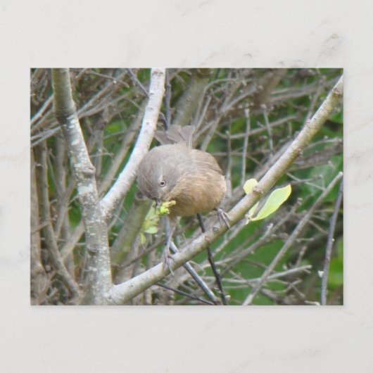 Wrentit briefkaart (Voorkant)