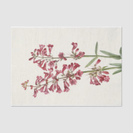 Wright Pentstemon van Mary Vaux Walcott Tissuepapier