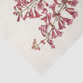 Wright Pentstemon van Mary Vaux Walcott Tissuepapier (Detail)