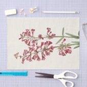 Wright Pentstemon van Mary Vaux Walcott Tissuepapier (Craft)