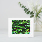 Wrigley Field Ivy Briefkaart (Staand voorkant)