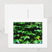 Wrigley Field Ivy Briefkaart (Voorkant / Achterkant)