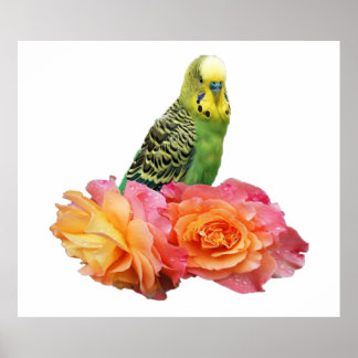 Wunderbares Wellensittich Poster