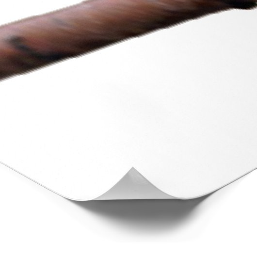 Wunderbares Wellensittich Poster (Hoek)