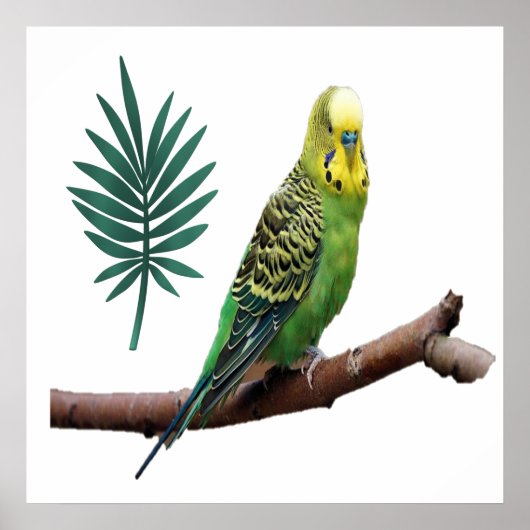 Wunderbares Wellensittich Poster (Voorkant)