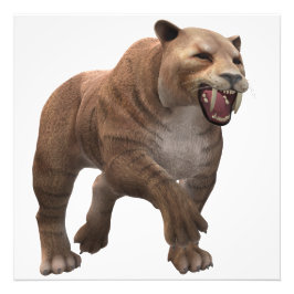 Wunderschöner Säbelzahntiger  Foto Afdruk