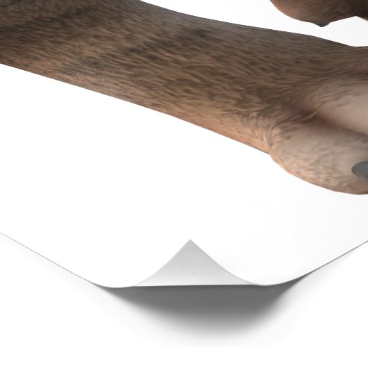 Wunderschöner Säbelzahntiger Foto Afdruk (Hoek)