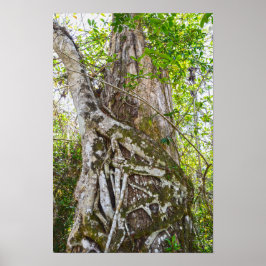 Wurgelvijg, Big Cypress National Preserve, FL Poster