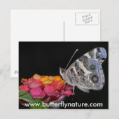 www.butterflynature.com briefkaart (Voorkant / Achterkant)