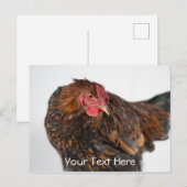 Wyandotte Chicken Briefkaart (Voorkant / Achterkant)