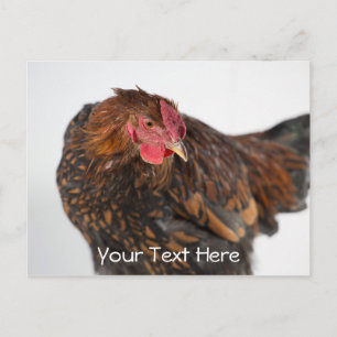 Wyandotte Chicken Briefkaart