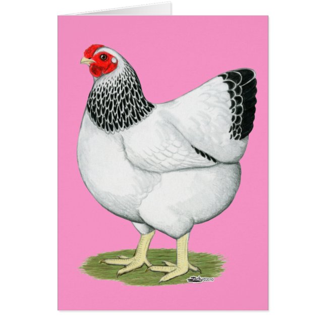 Wyandotte: Columbia Hen (Voorkant)