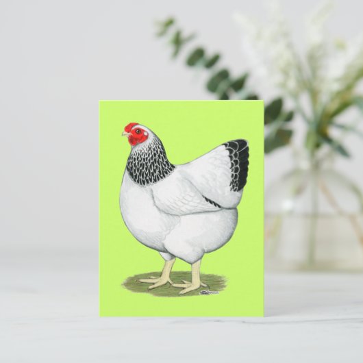 Wyandotte:  Columbian Hen Briefkaart (Staand voorkant)