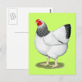 Wyandotte:  Columbian Hen Briefkaart (Voorkant / Achterkant)