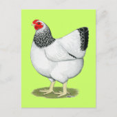 Wyandotte:  Columbian Hen Briefkaart (Voorkant)