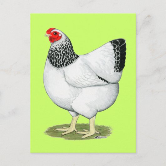 Wyandotte:  Columbian Hen Briefkaart (Voorkant)