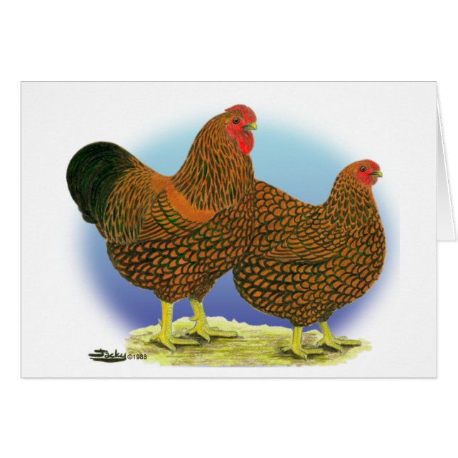 Wyandotte: Golden-laced Paar (Voorkant Horizontaal)