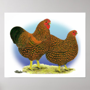 Wyandotte: Golden-laced Paar Poster