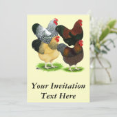 Wyandotte: Rooster Assortment Kaart (Staand voorkant)