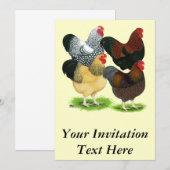 Wyandotte: Rooster Assortment Kaart (Voorkant / Achterkant)