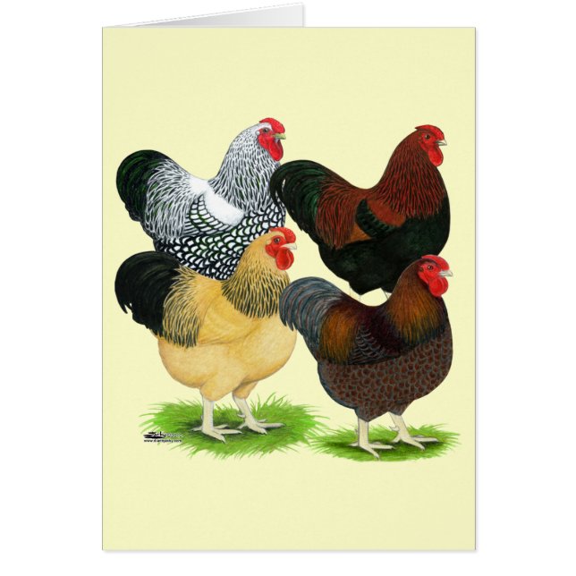 Wyandotte: Rooster-evaluatie (Voorkant)