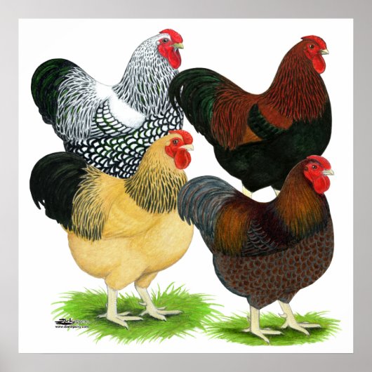 Wyandotte: Rooster-evaluatie Poster (Voorkant)