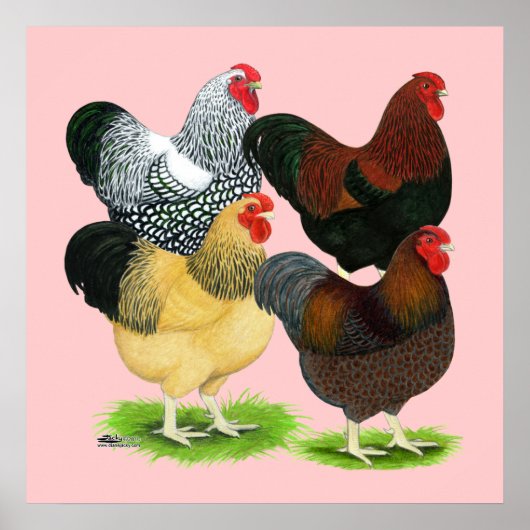 Wyandotte: Rooster-evaluatie Poster (Voorkant)